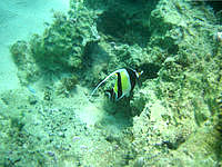 伊計島の大泊ビーチの海の中 - 魚の種類はかなり少なめ