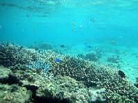 池間島の池間ロープ西側の海の中 - 珊瑚礁がとにかく綺麗