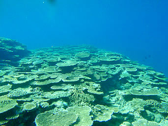 サバ沖 岩場側の海の中の情報 沖縄離島ドットコム