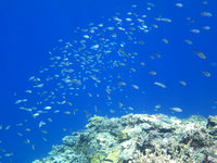 西表島のまるまビーチのドロップオフ - 魚の群れとその先に深い青色のコントラスト