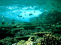 西表島の中野ビーチ海の中 - 深さOK！サンゴOK！魚OK！！！