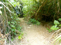 石垣島の崎枝ビーチへの道 - 林というか森の中を抜けていきます