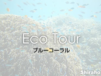 石垣島の【シュノーケリングツアー】ブルーコーラル：白保の海に詳しい現役の漁師さんが主催