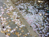 石垣島の平久保サガリバナ群落 - 昼でも朝に落ちた花が望める？