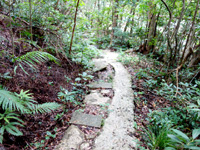 石垣島の於茂登岳への道 - 登山道は固められていて歩きやすい