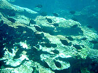加計呂麻島の徳浜海岸アウトリーフ - 魚の数はとても多いです