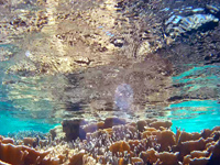 加計呂麻島の徳浜海岸インリーフ - 水はとても澄んでいます