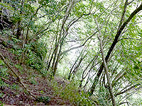 加計呂麻島の嘉入の滝上部 - 脇から瀧を見ようとするも木々で遮られる