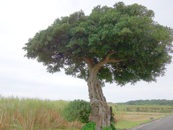 喜界島の魔女の木：シュガーロード北側の高台にある謎の木
