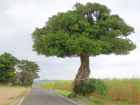 喜界島の魔女の木 - 何が魔女なのか謎の単なる木