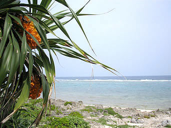久高島のたち浜/立浜：ビーチにはアダンの木も多くあります