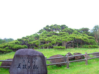 久米島の五枝の松