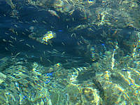 熱帯魚の家の情報 沖縄離島ドットコム
