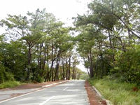 久米島の松林