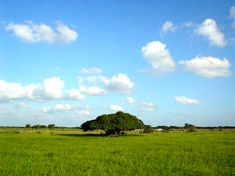 黒島の黒島の草原：大草原にぽつんとある木がいい感じ