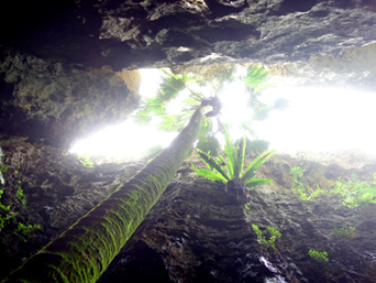 南大東島のバリバリ岩：地底奥深くから見上げる景色はなかなか良い