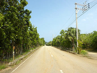 南大東島のフクギ/テリハボク並木：空港と集落を結ぶ道は絵になります