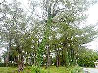 南大東島の玉置半右衛門記念碑 - 良い雰囲気の樹木があります