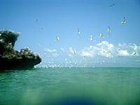 水納島のカモメ岩 - カモメがやっぱり多かったです