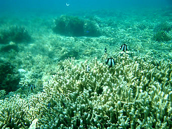 水納島のカモメ岩の海の中：珊瑚礁はいまいちで魚も少なめ