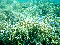 水納島のカモメ岩の海の中 - 小魚がメインで大型はいません