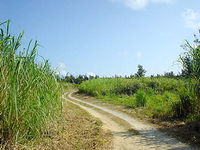 水納島ののどかな道路