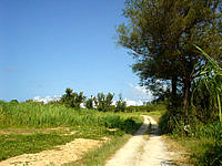 水納島ののどかな道路 - クロワッサンの北側へ向かう道