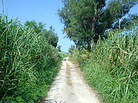 水納島ののどかな道路 - クロワッサンの南側へ向かう道
