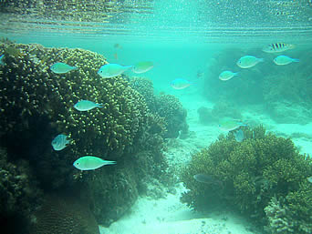 宮古島の吉野ビーチの海の中（吉野海岸）：基本的にそんなに深さはありません