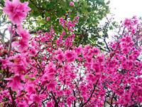 那覇の牧志公園 - 2月には桜の名所になります