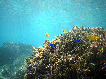 南部の大度海岸/ジョン万ビーチの海の中/珊瑚礁/熱帯魚：珊瑚もそこそこ見れるビーチです