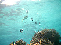 南部の大度海岸/ジョン万ビーチの海の中/珊瑚礁/熱帯魚 - 魚は小さいものが多い