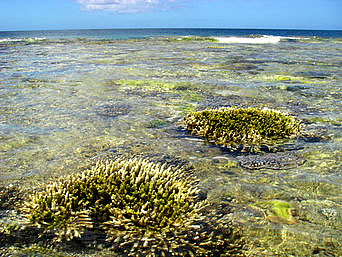 大神島のンナパズ/多目的広場先の海：干潮時には珊瑚礁が海から顔を覗かせています