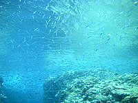 大神島のンナパズ/多目的広場先の海の中 - 海の透明度は高いんだけど・・・
