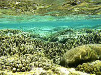 大神島のンナパズ/多目的広場先の海の中 - サンゴは生き生きとしていました
