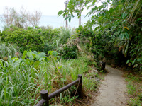 大神島の大神島横断 遊歩道西側