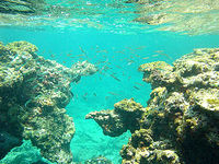 瀬底ビーチのアウトリーフ(沖縄本島離島/瀬底島の水中/素潜り/ダイビング)