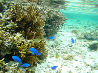 沖縄本島離島 瀬底島の瀬底ビーチのインリーフの写真