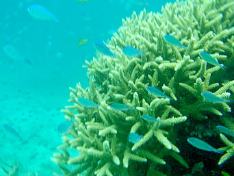 竹富島の竹富沖のポイント：大きなサンゴの根があるポイント