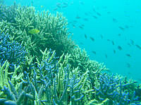 竹富島の竹富沖のポイント - 枝珊瑚と小魚が多い