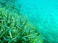 竹富島の竹富沖のポイント - 全般的に透明度はイマイチかも