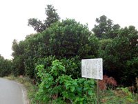 塩川御嶽のフクギ並木
