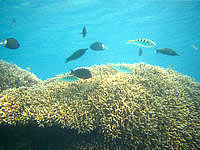 渡嘉敷島のトカシクビーチの海の中 - 珊瑚はケッコーきれいでした