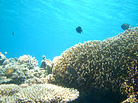 渡嘉敷島のトカシクビーチの海の中 - そんなに深くない場所でも珊瑚は見れます