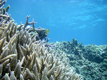 渡嘉敷島の阿波連ビーチの海の中：枝サンゴは少し見られます