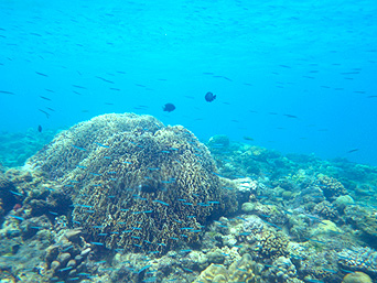 渡嘉敷島ハナレ島のハナレ島の海の中：珊瑚の根がビーチから遠くない場所にあります