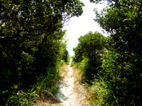 渡嘉敷島の阿波連岬/クバンダキの拝所/クバ山 - 展望台からはこんな感じのあぜ道を進みます