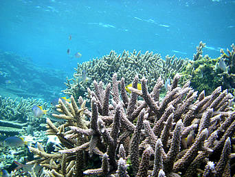 八重干瀬の八重干瀬の枝珊瑚：枝サンゴの中には小魚がいっぱいです