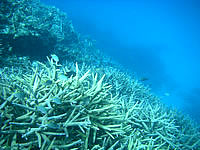 八重干瀬の八重干瀬の枝珊瑚 - まさにサンゴの森です