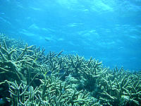 八重干瀬の八重干瀬の枝珊瑚 - 幻想的な世界が広がっています